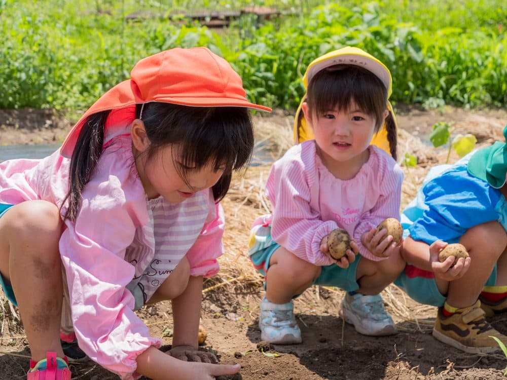 畑でじゃがいも掘りをする子どもたち