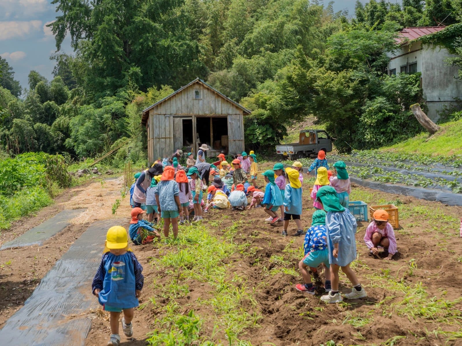 園の畑で、カラー帽子の子どもたちが土にふれて作業する様子