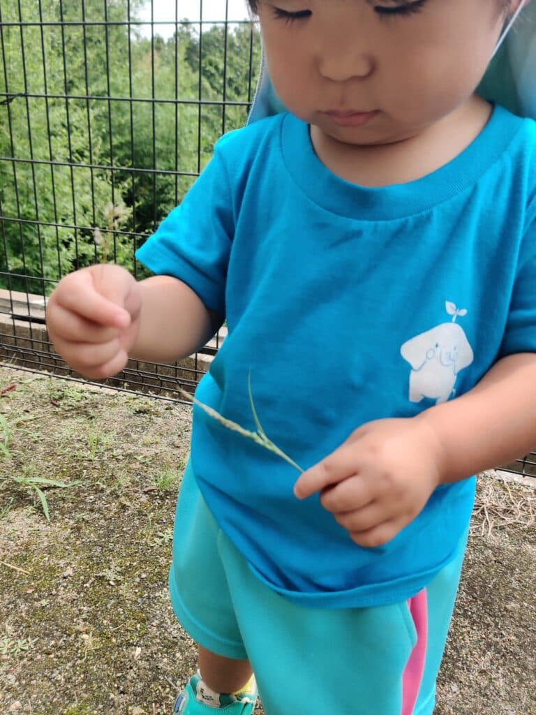 園長ブログ「「これ、○○みたい！」見立てが広げる夏のあそび」