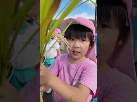 最新の動画「いよいよ待望の稲刈り！🌾大切に育てて来たね😊 #せんだん幼稚園 #子育て #子ども」のサムネイル