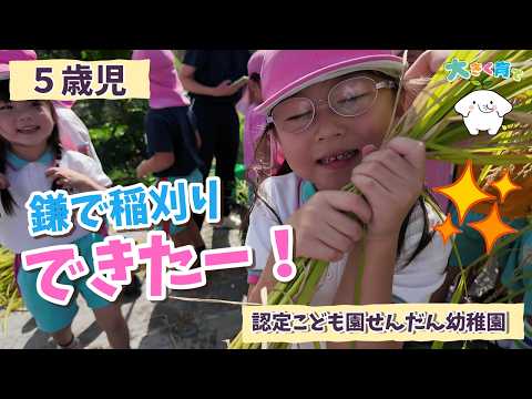 最新の動画「【5歳児】やったー！自分の手で稲刈りに挑戦 | 認定こども園せんだん幼稚園」のサムネイル