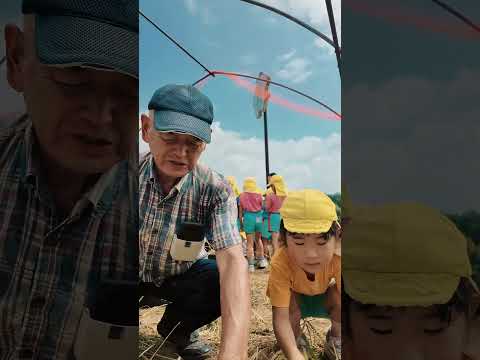 【年長の挑戦】はじめての稲刈り！🌾 #せんだん幼稚園