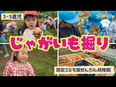 【3～5歳児】とれたての喜び！みんなでじゃがいも掘り | 認定こども園せんだん幼稚園