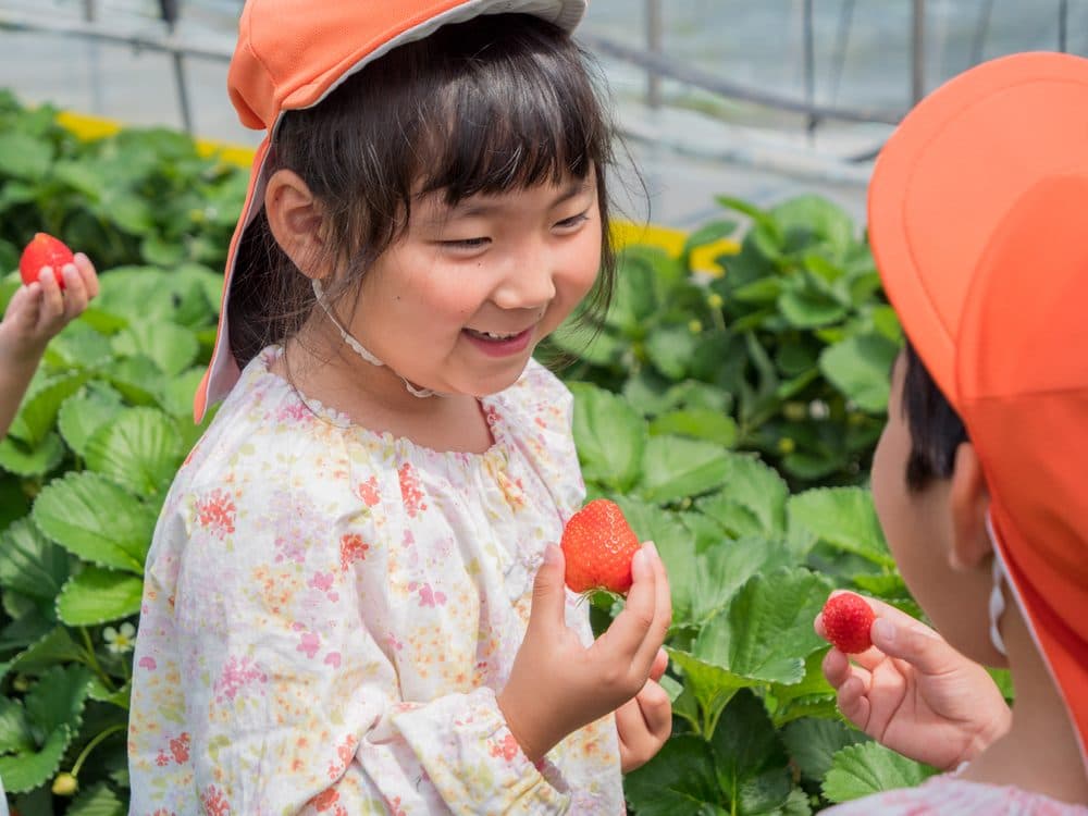 春の行事「いちご狩り」の様子
