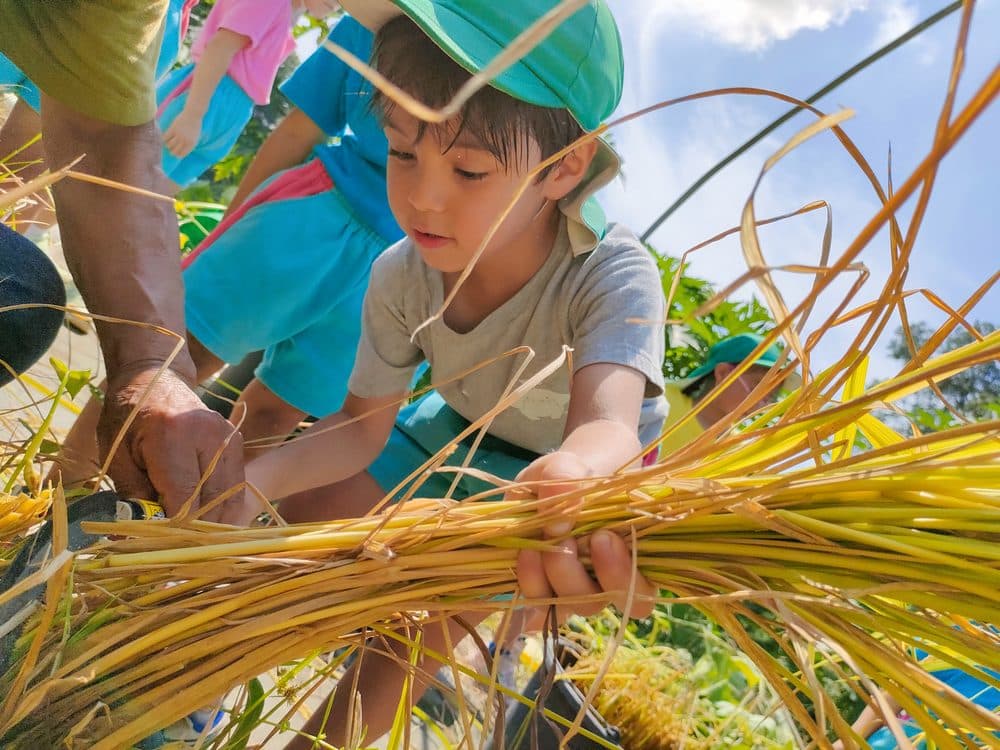 夏の行事「稲刈り」の様子