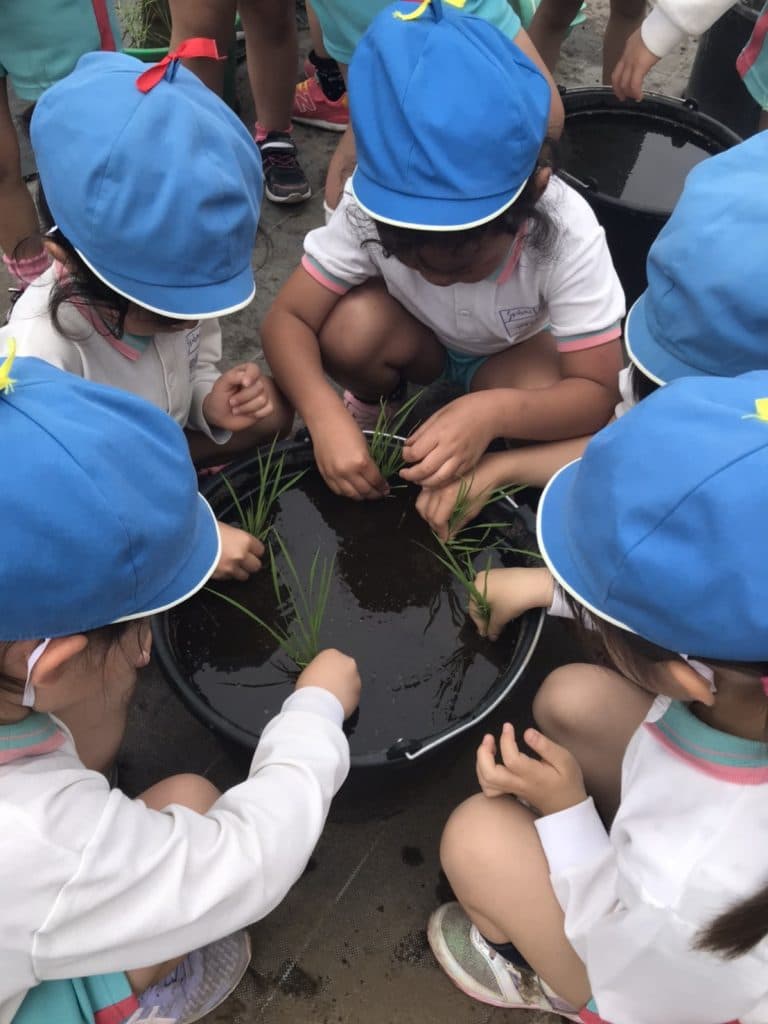 苗植え