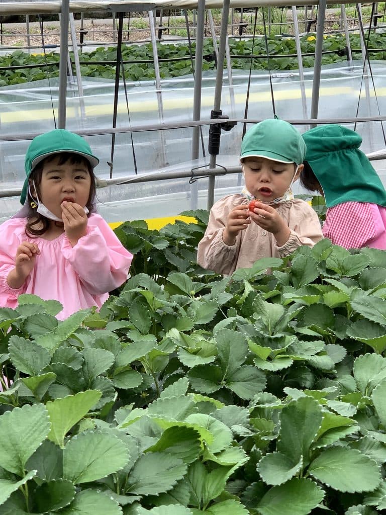 いちご🍓摘み