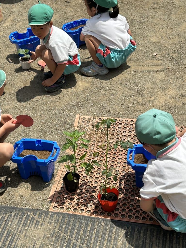 苗を植えたよ